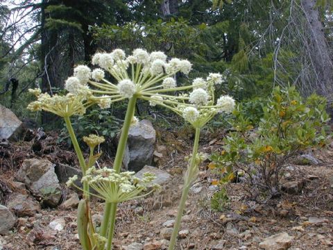 Image de <i>Sphenosciadium capitellatum</i>