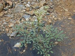 Image of <i>Sphenosciadium capitellatum</i>