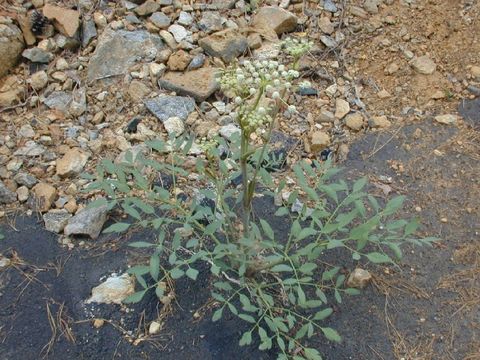 Plancia ëd <i>Sphenosciadium capitellatum</i>