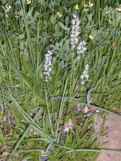 Image of white rushlily