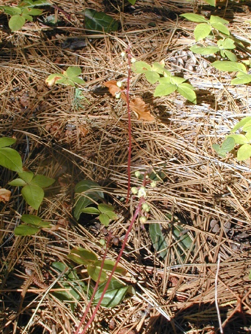 Image of whiteveined wintergreen