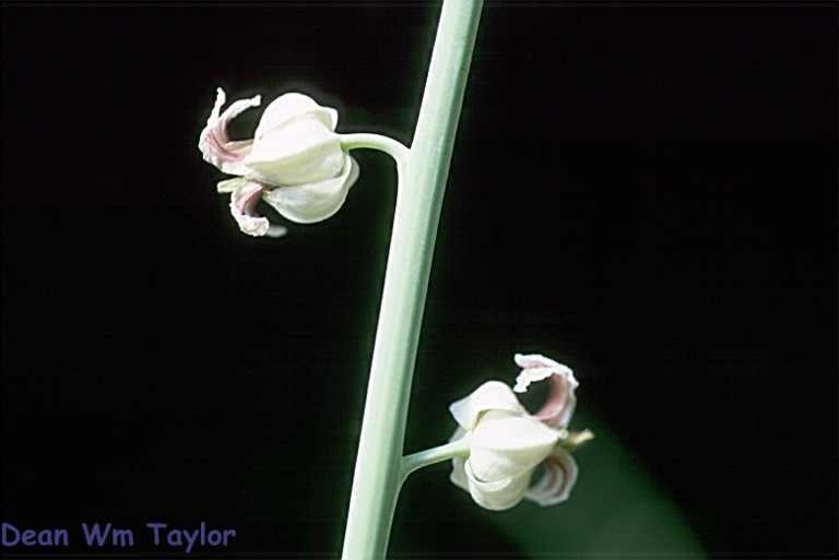 Слика од Streptanthus glandulosus subsp. albidus (Greene) Al-Shehbaz, M. Mayer & D. W. Taylor