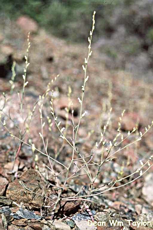 Image of bearded jewelflower