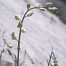 Слика од Streptanthus bernardinus (Greene) Parish