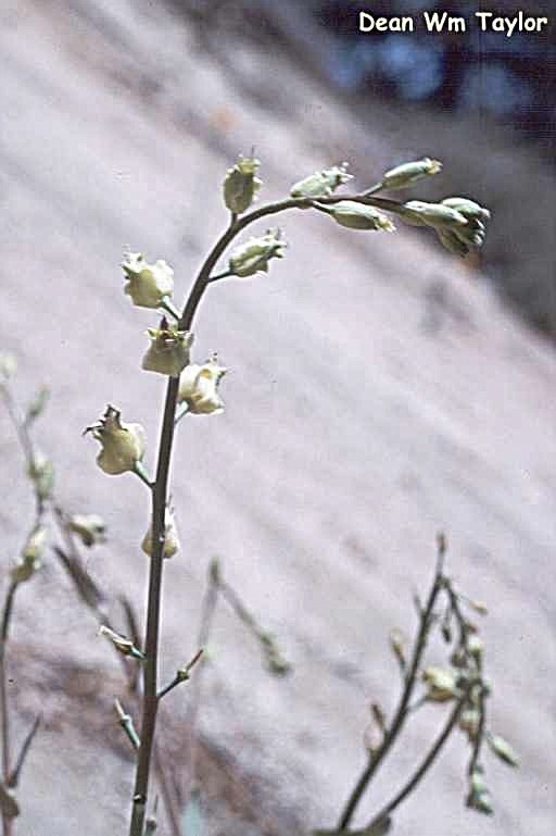 Image of Laguna Mountain jewelflower