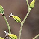Image of serpentine jewelflower