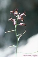 Слика од Streptanthus campestris S. Watson