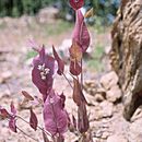 Слика од Streptanthus farnsworthianus J. T. Howell