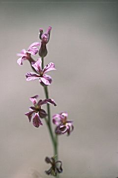 Plancia ëd Streptanthus fenestratus (Greene) J. T. Howell