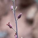 Image of Howell's jewelflower