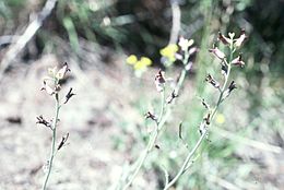 Image of Masonic Mountain jewelflower