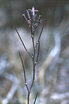 Imagem de Thelypodium stenopetalum S. Watson