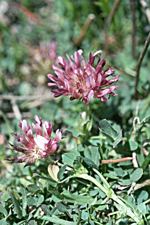 Imagem de Trifolium wormskioldii Lehm.