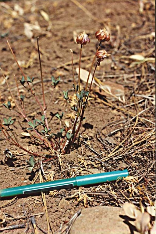 Image of Lemmon's clover