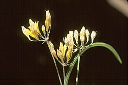 Image of yellow triteleia