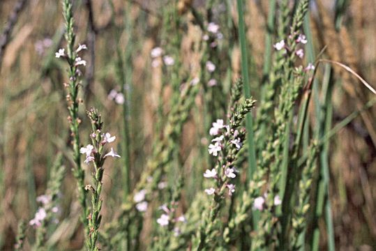 Image of Red Hills vervain