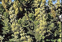 Image of hollyleaf bur ragweed