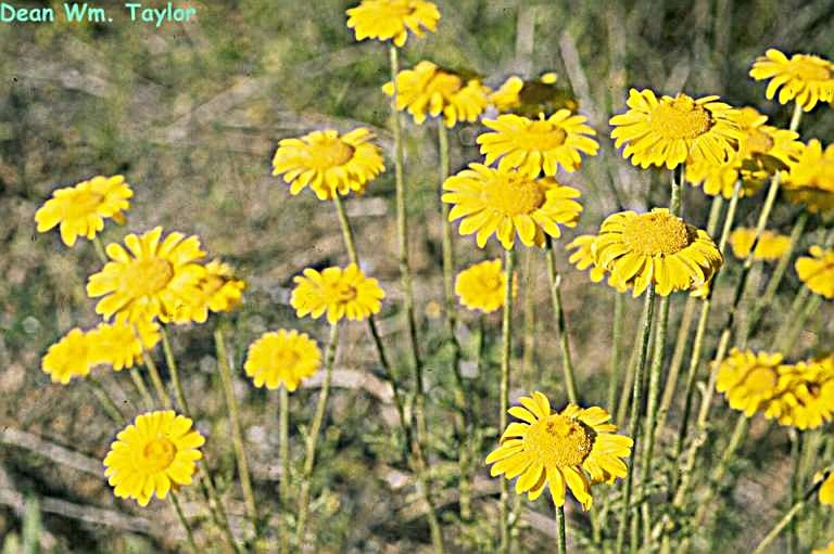 Anthemis arvensis L. resmi