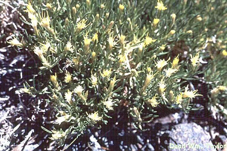 Слика од <i>Ericameria parryi</i> var. <i>monocephala</i>