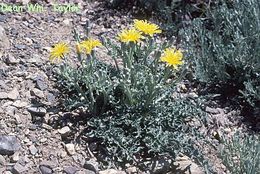 Image of largeflower hawksbeard