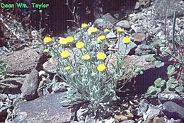 Image of <i>Erigeron <i>aphanactis</i></i> var. aphanactis