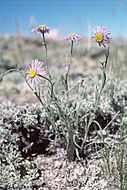 Image of Clokey's fleabane