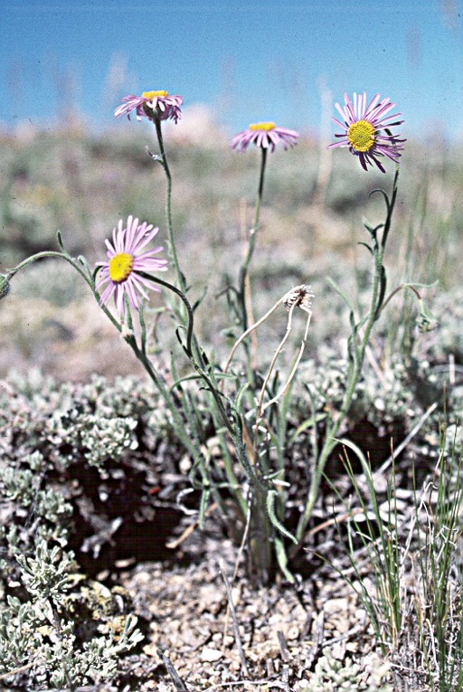 Image of Clokey's fleabane