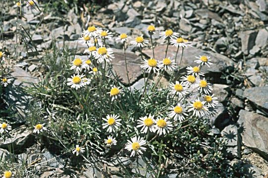 Sivun Erigeron eatonii var. sonnei (Greene) G. L. Nesom kuva