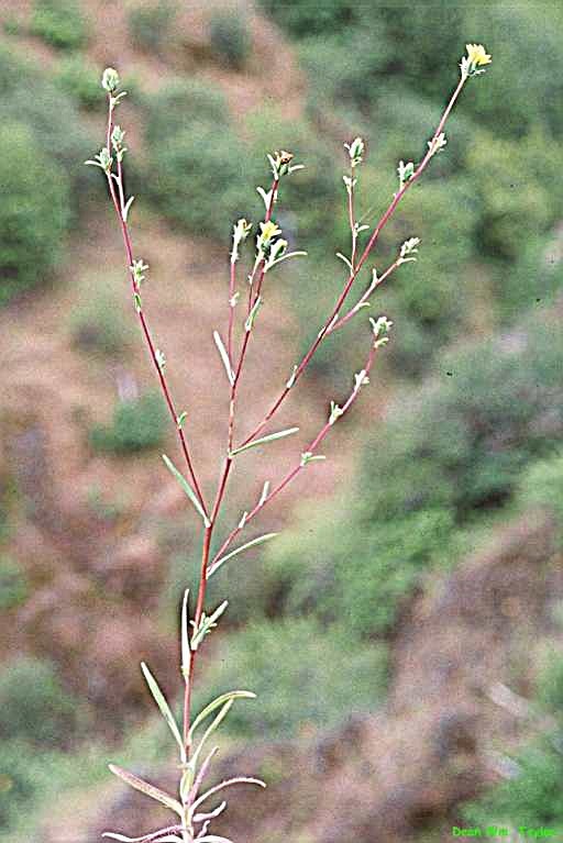 Image of branched lagophylla