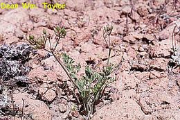 Image of Parish's biscuitroot