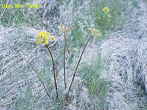 Image of broadsheath desertparsley