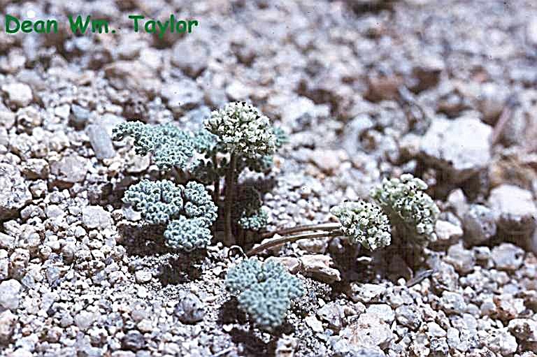 Image of pygmy mountainparsley