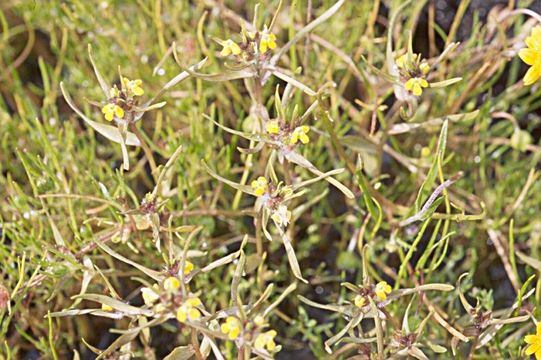 Image de Castilleja campestris subsp. succulenta (Hoover) T. I. Chuang & L. R. Heckard