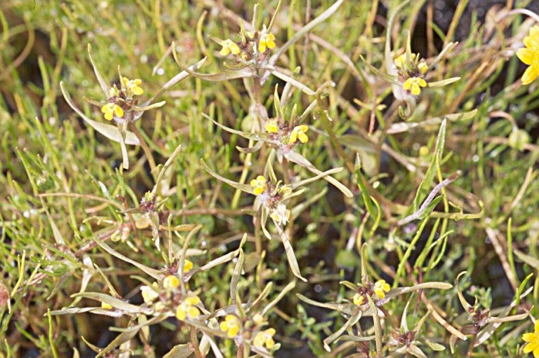 Image of Fleshy owl's-clover