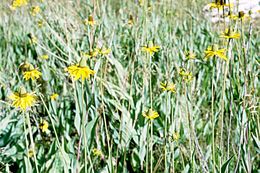 Rudbeckia californica A. Gray的圖片