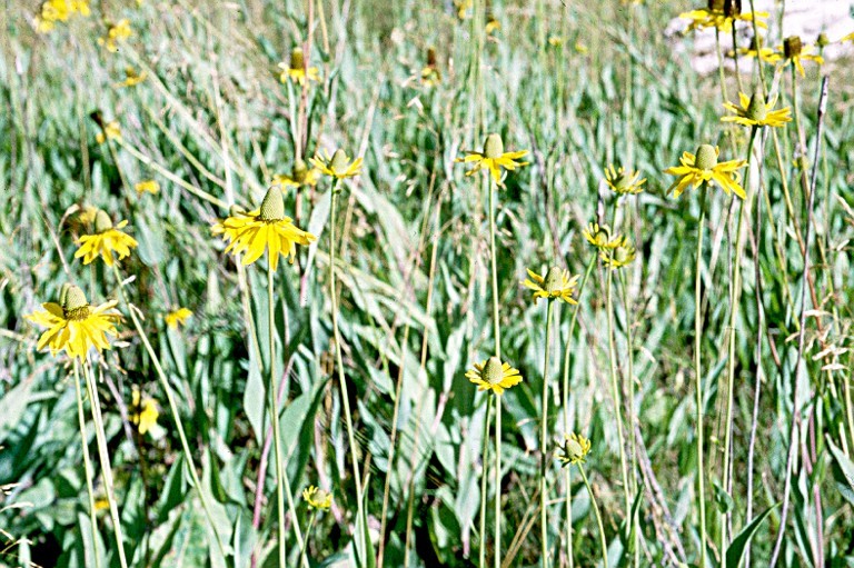 Rudbeckia californica A. Gray的圖片