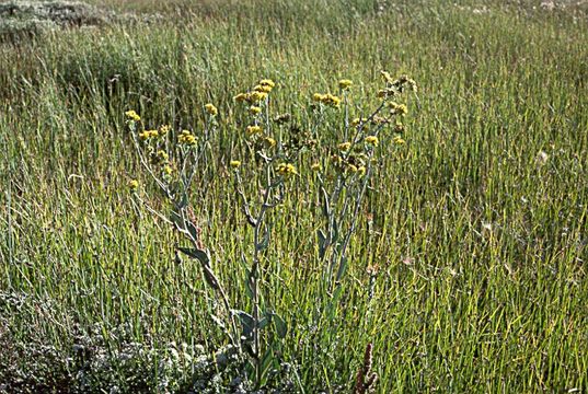 Image of water ragwort