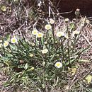 Erigeron lonchophyllus Hook. resmi