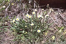 Image de Erigeron lonchophyllus Hook.