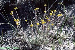 Image of <i>Sphaeromeria potentilloides</i> var. <i>nitrophila</i>