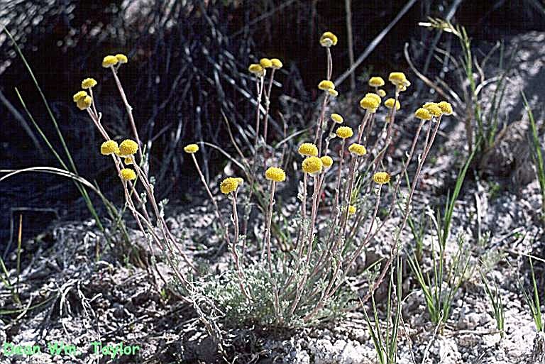 Image of <i>Sphaeromeria potentilloides</i> var. <i>nitrophila</i>