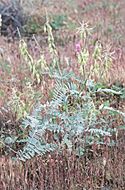 Sivun Astragalus asymmetricus Sheldon kuva