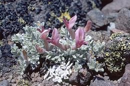 Image de Astragalus purshii var. lectulus (S. Wats.) M. E. Jones