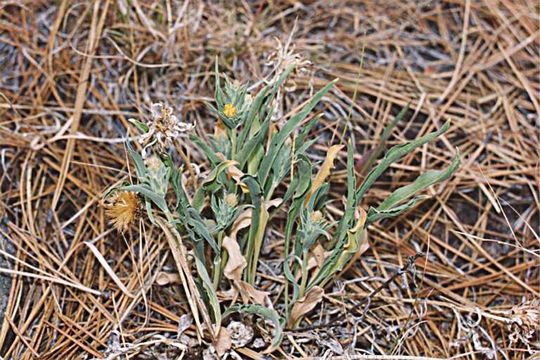 Image de Pyrrocoma carthamoides var. cusickii (A. Gray) J. T. Kartesz & K. N. Gandhi