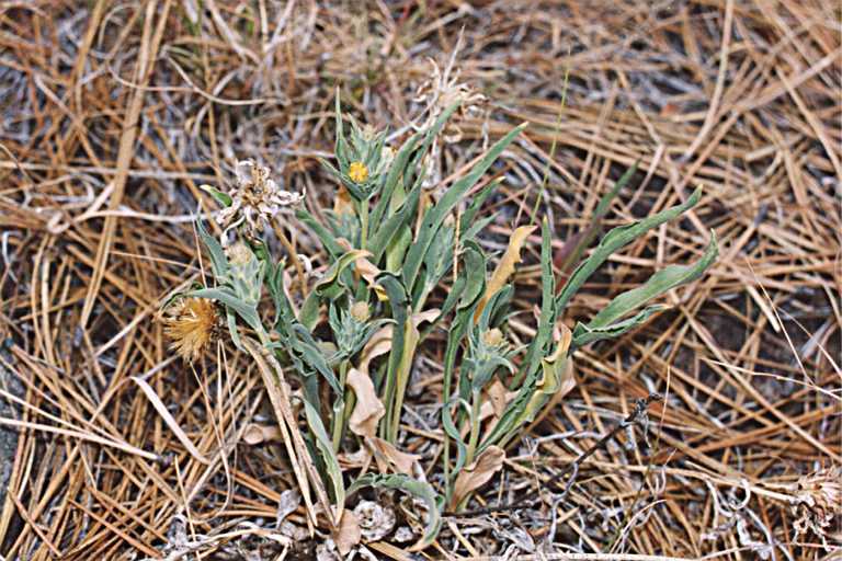 Sivun Pyrrocoma carthamoides var. cusickii (A. Gray) J. T. Kartesz & K. N. Gandhi kuva