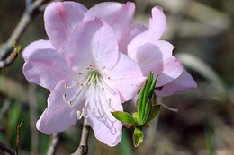 صورة Rhododendron schlippenbachii Maxim.