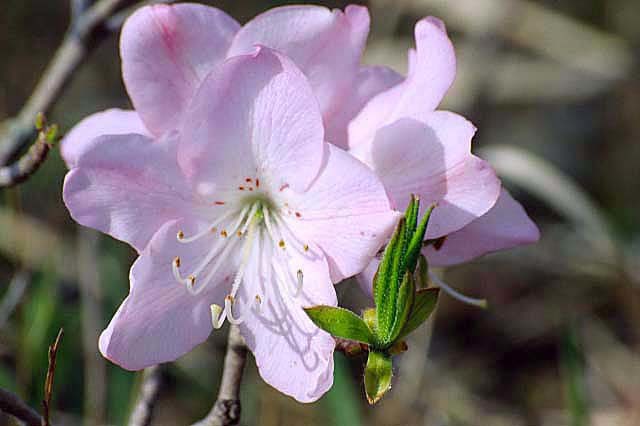 Image of Rhododendron schlippenbachii Maxim.