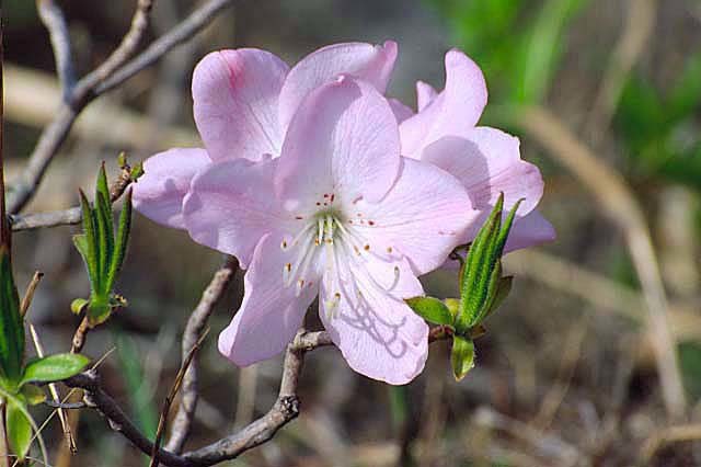 Image of Rhododendron schlippenbachii Maxim.