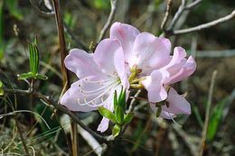 Image of Rhododendron schlippenbachii Maxim.