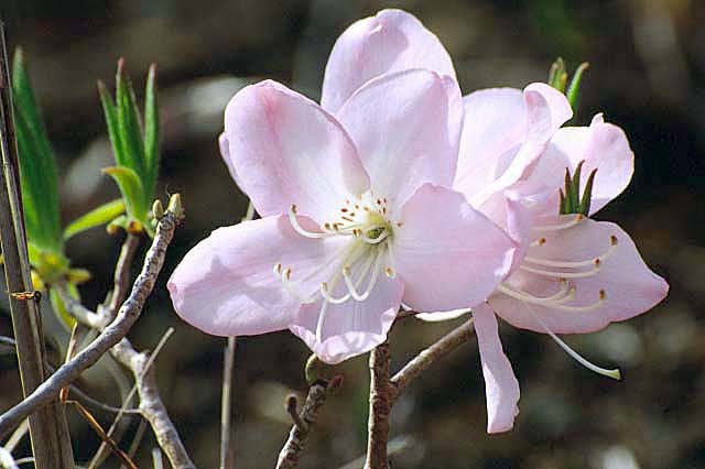 صورة Rhododendron schlippenbachii Maxim.